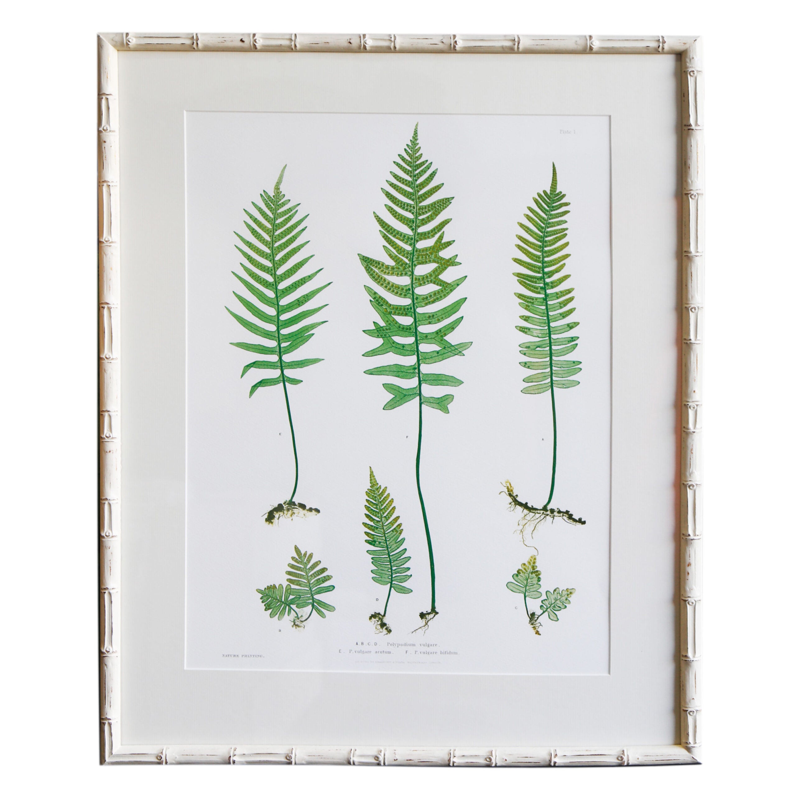 Plant I Artwork - Original