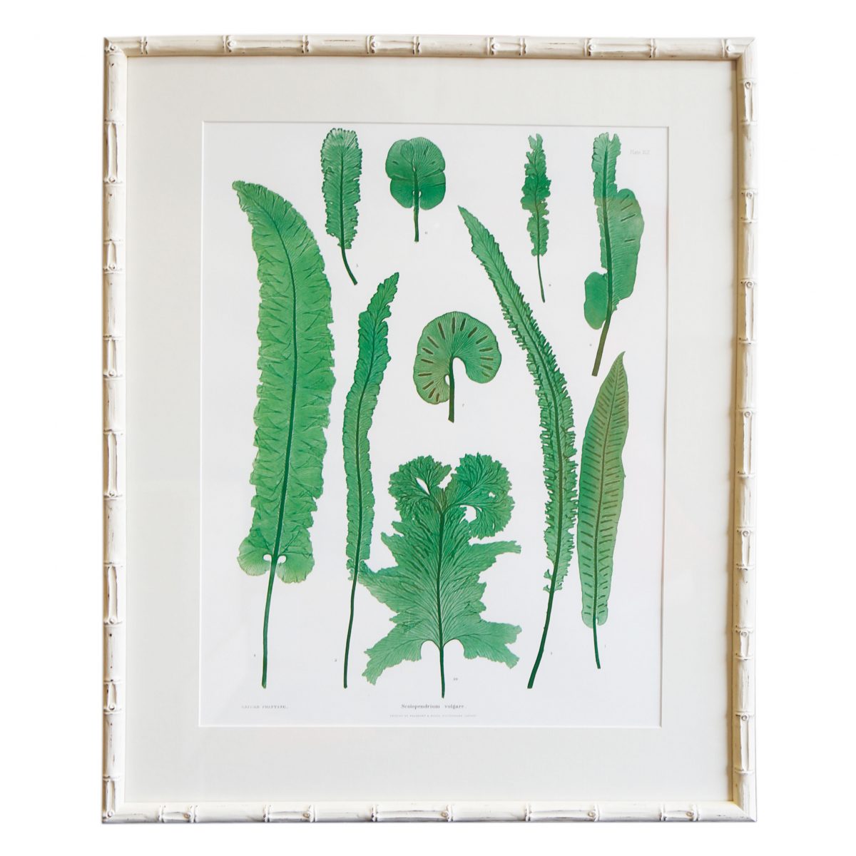 Plant-XLII-White-Bamboo-Frame-1200&#215;1200