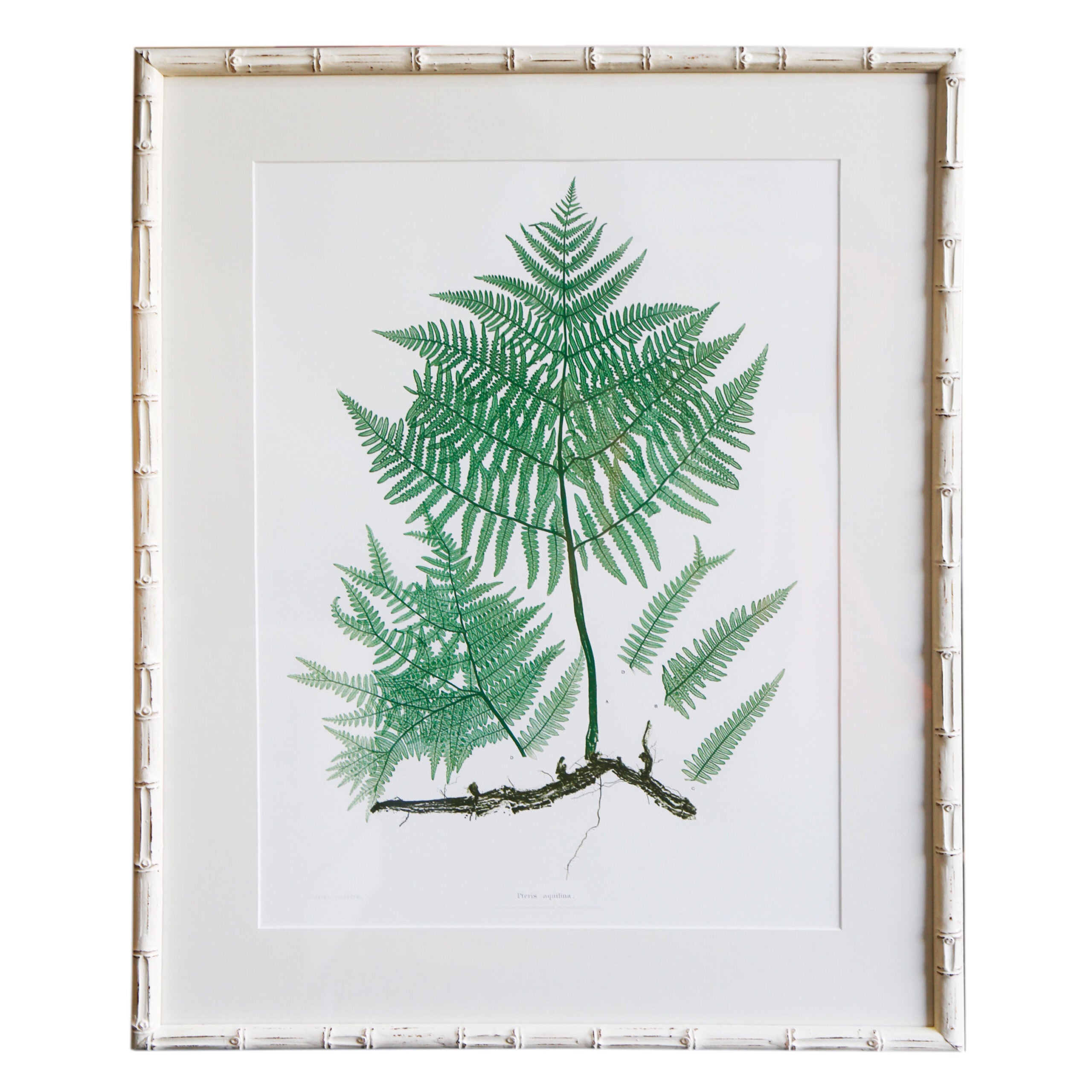 Plant-XLIV-White-Bamboo-Frame