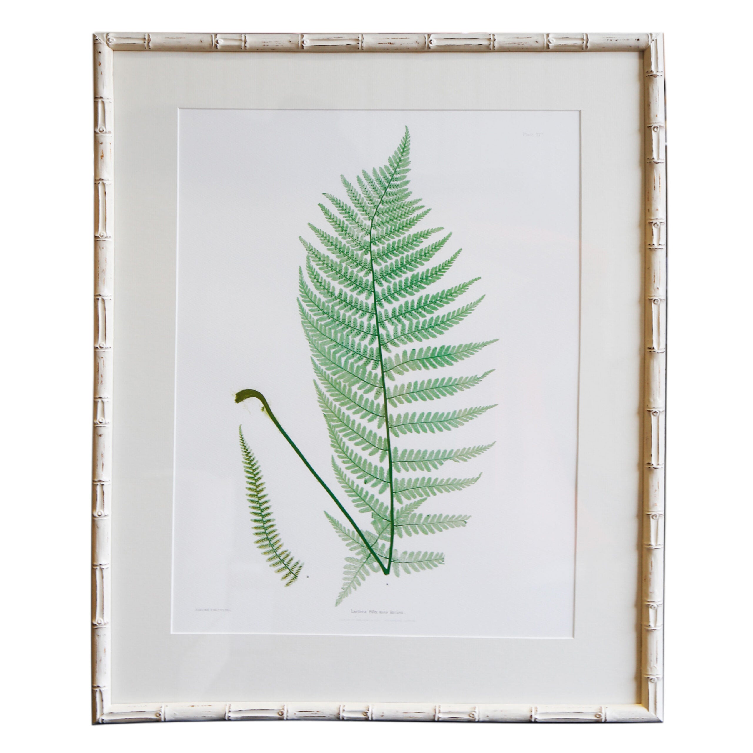 Plant Artwork XV - Original