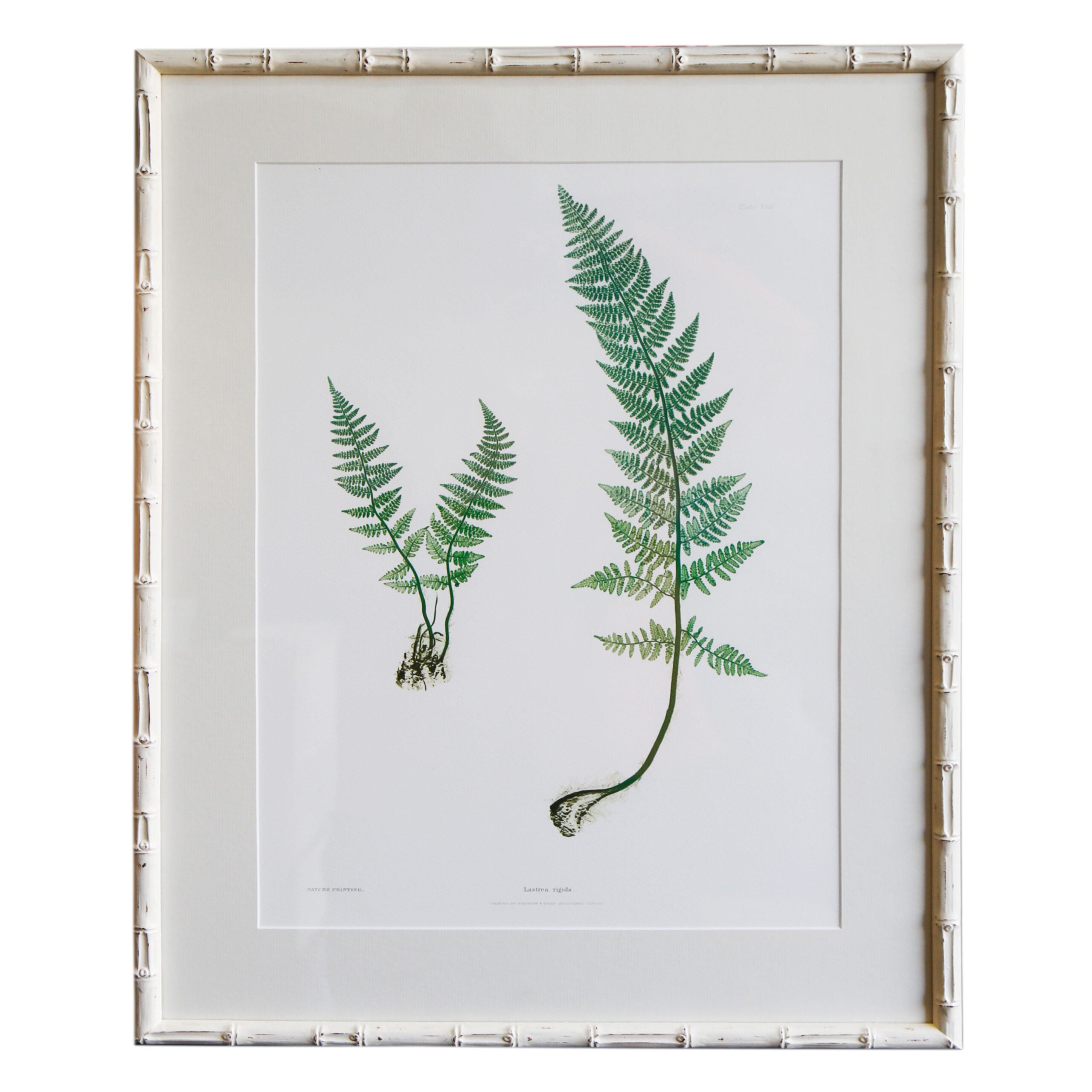 Plant Artwork XVIII - Original