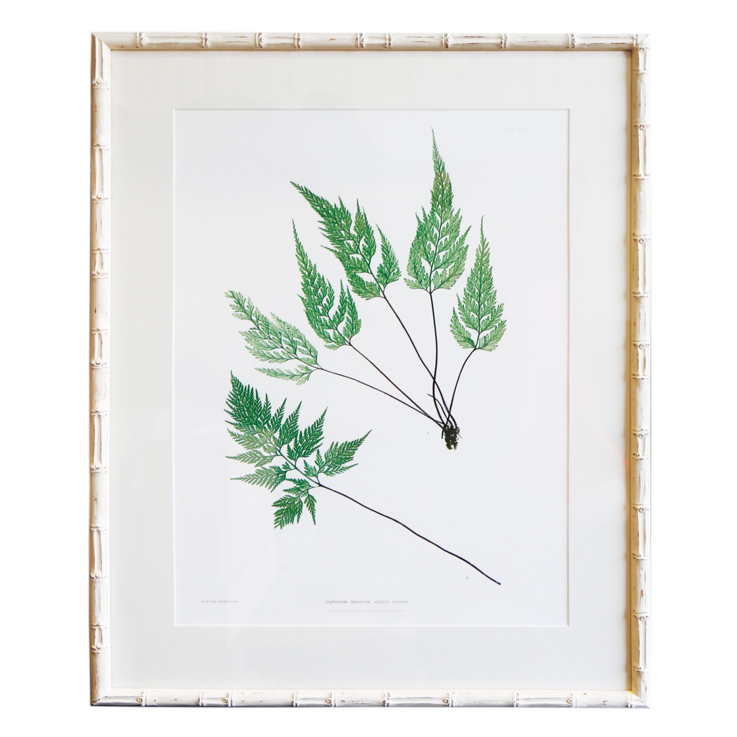 Plant Artwork XXXVII - Original