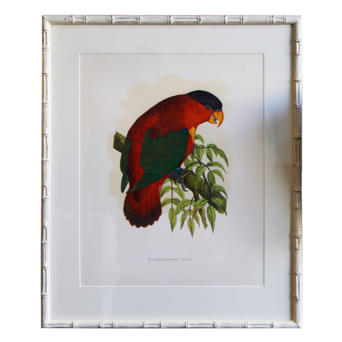 Purple-Capped-Lory-White-Bamboo-Frame-1200&#215;1200