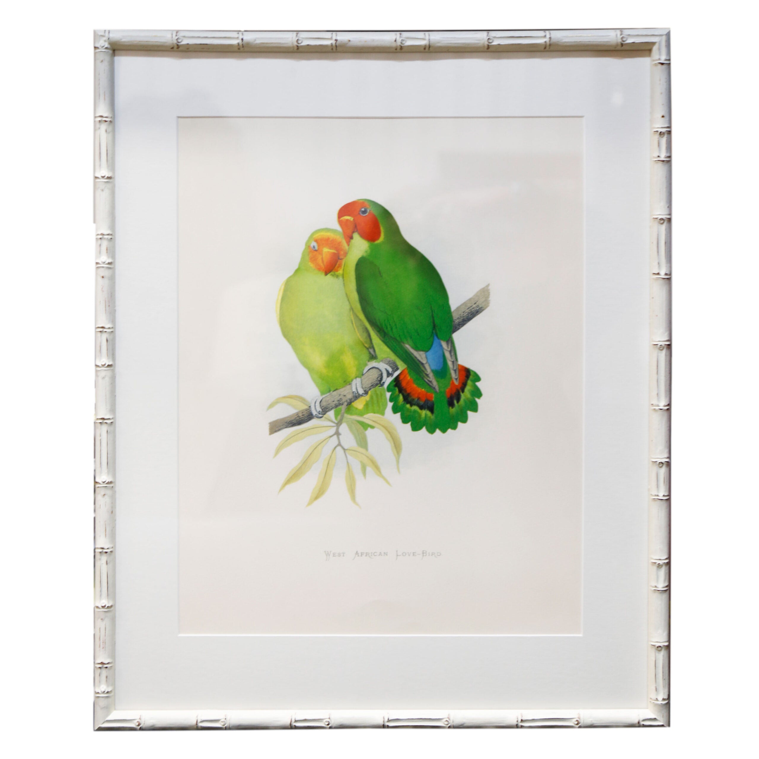 West African Lovebirds Artwork