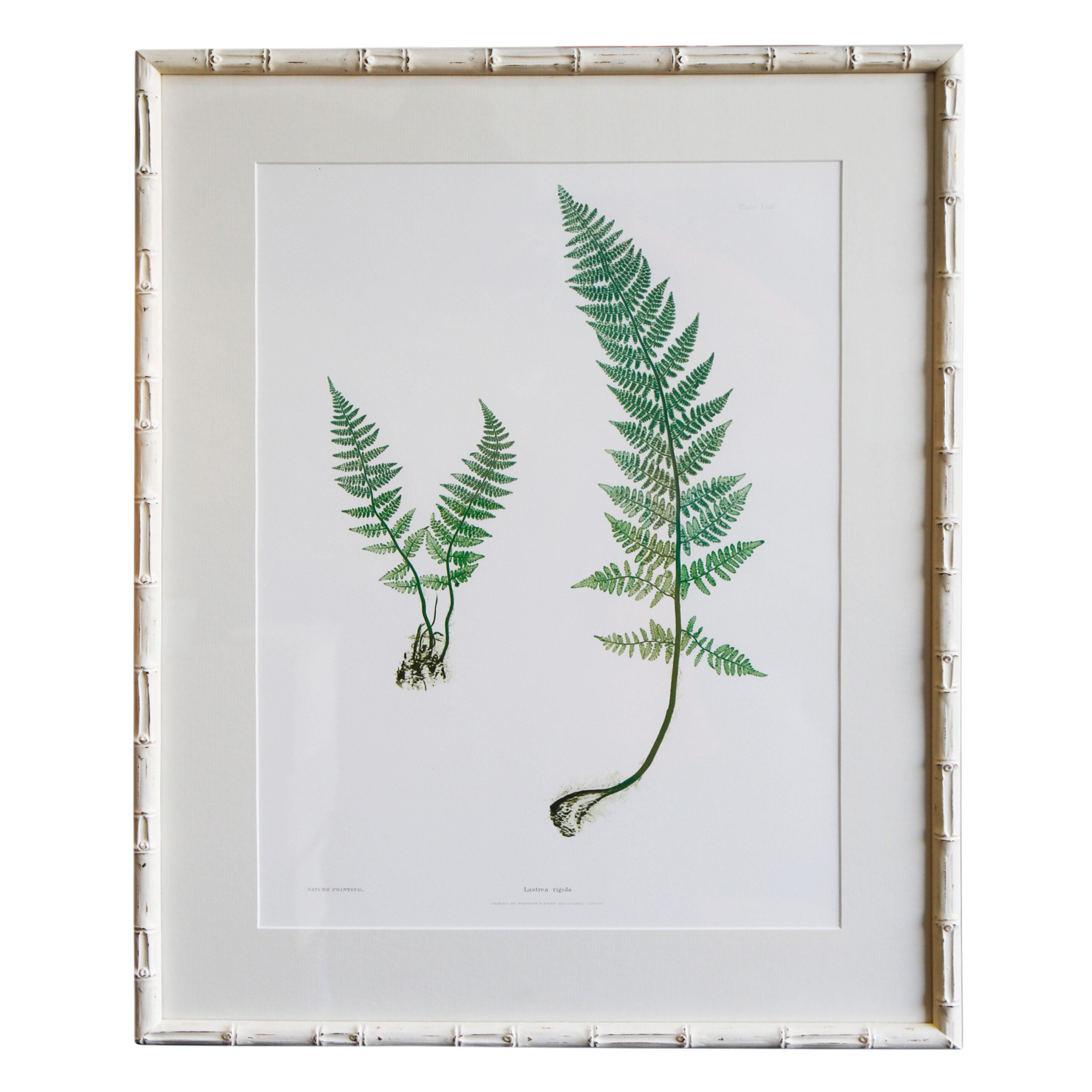 Plant Artwork XVIII - Original