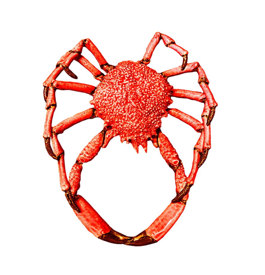 Crustacian – Spider Crab Red