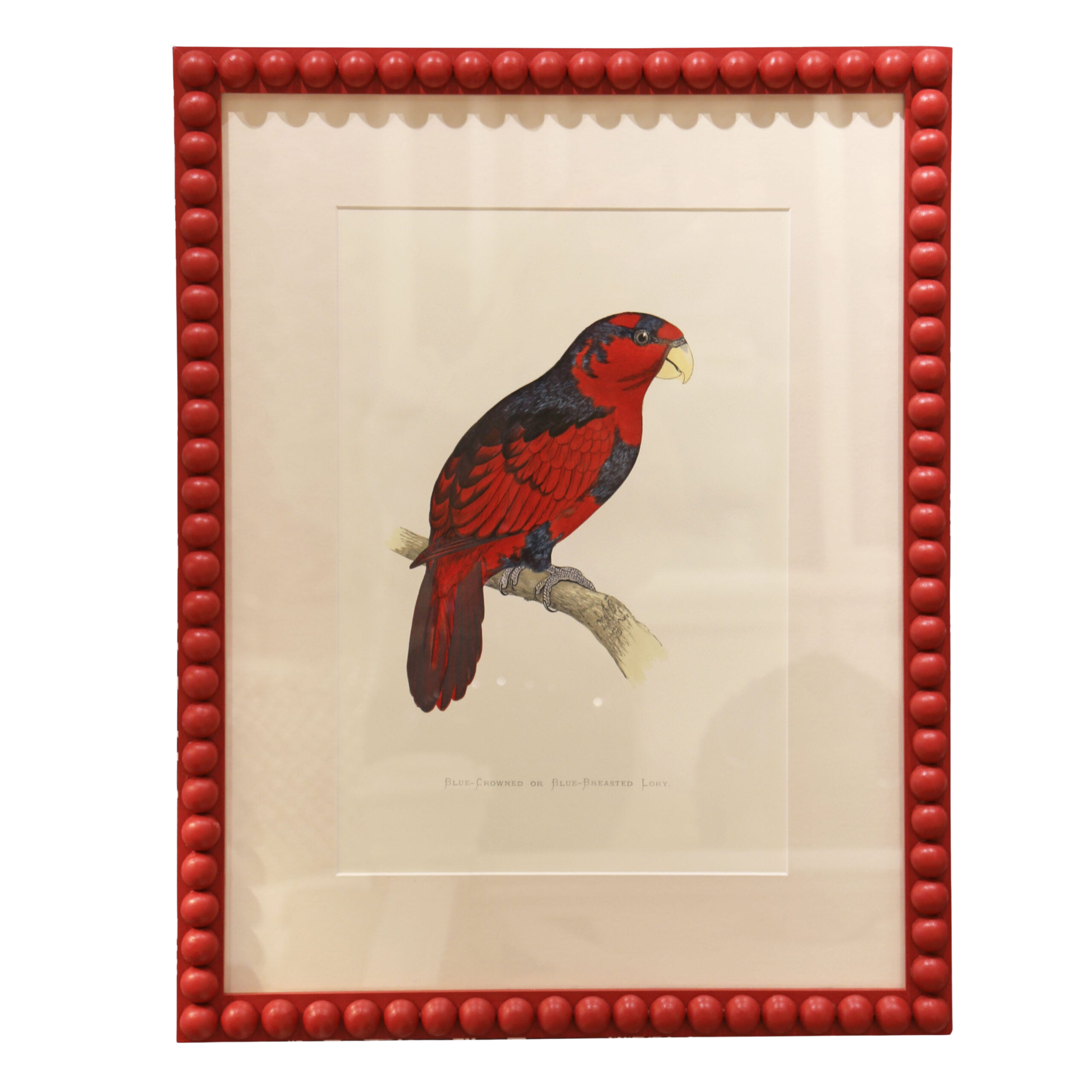 Blue Crowned Lory - Red Frame