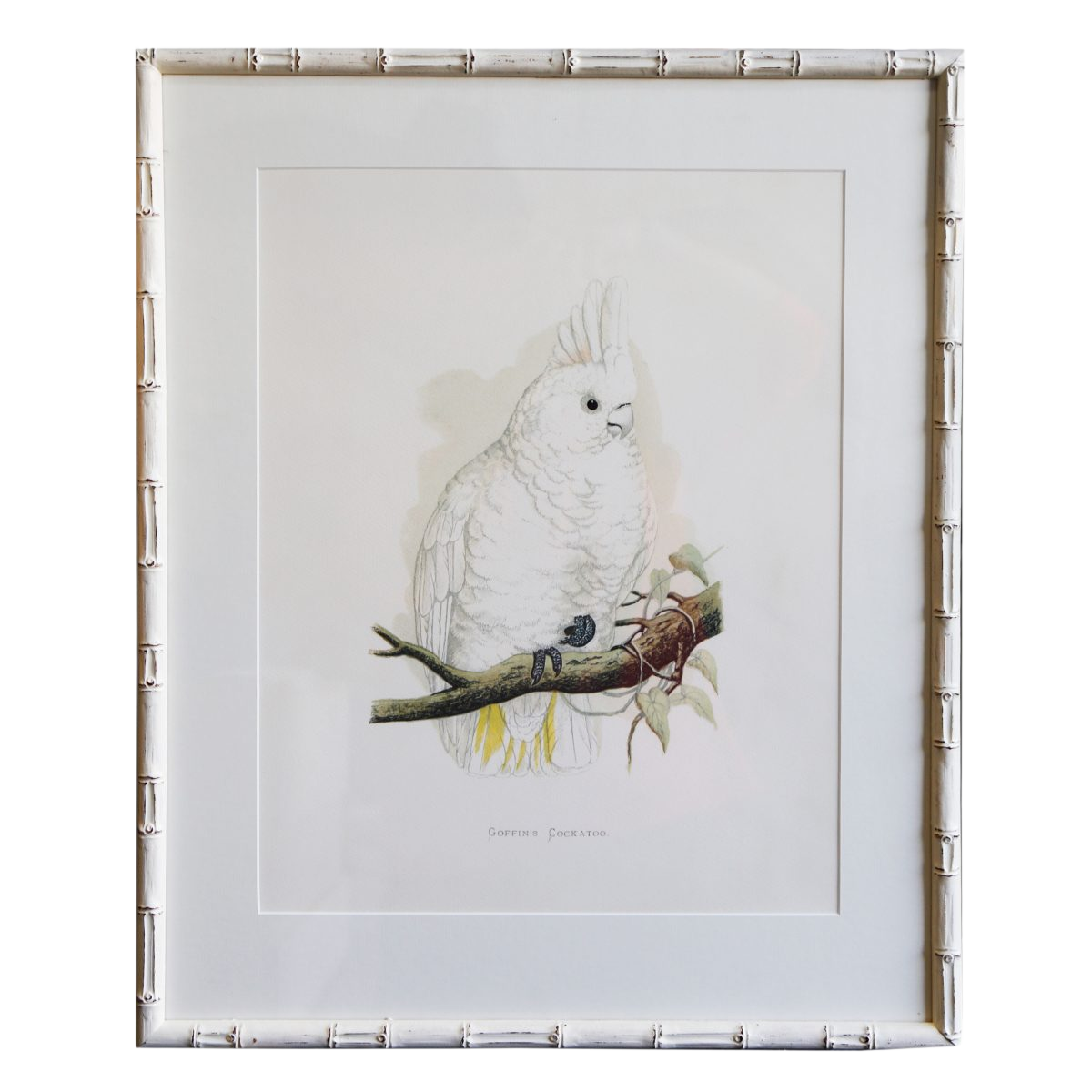 Goffins-Cockatoo-White-Bamboo-Frame-1200&#215;1200