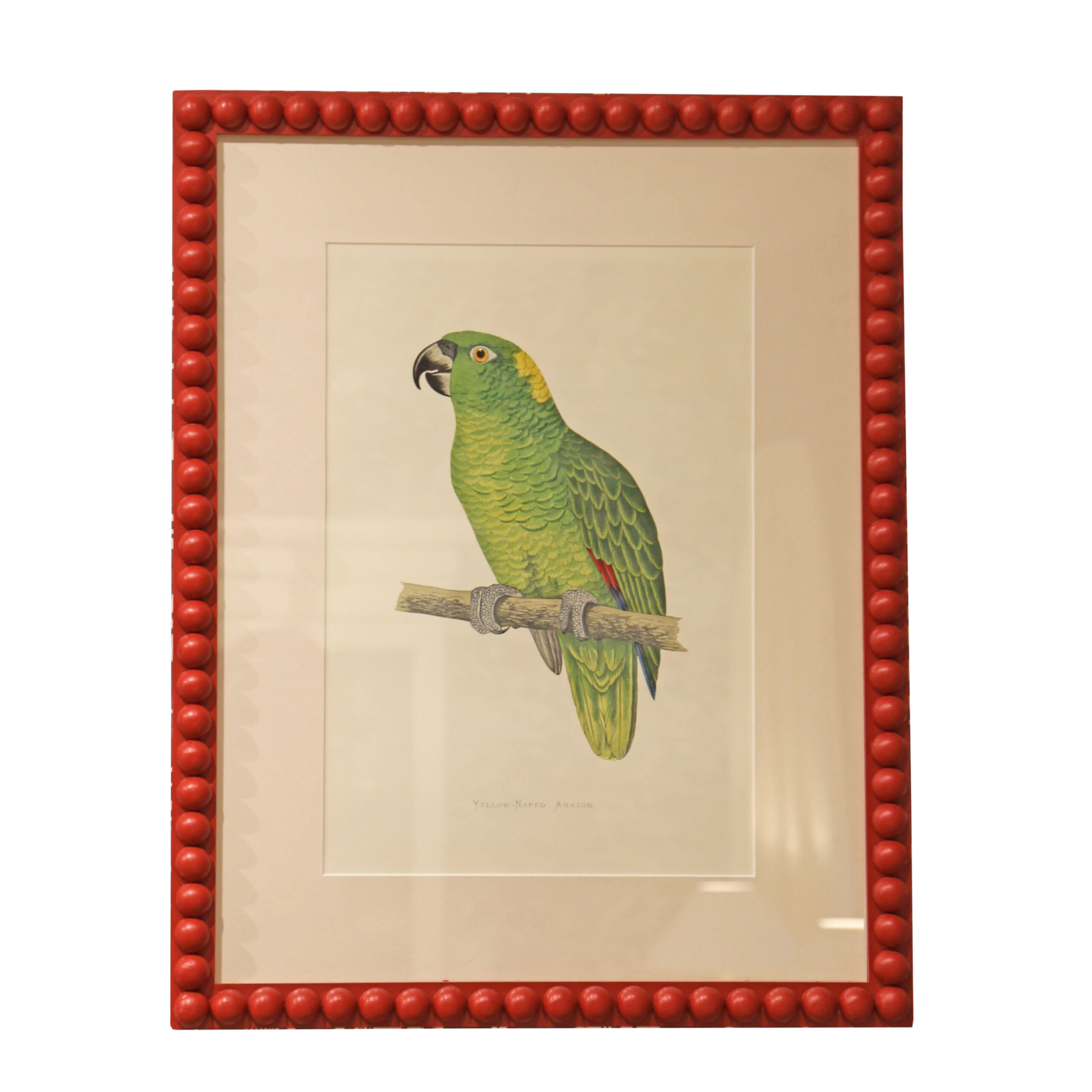 Yellow Naped Amazon - Red Frame