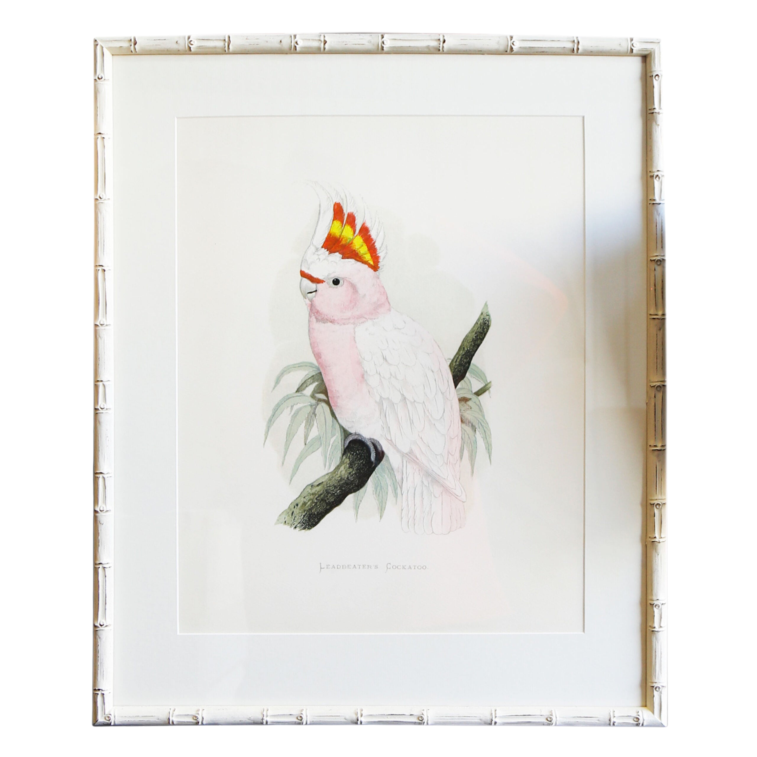 Leadbeater's Cockatoo Artwork