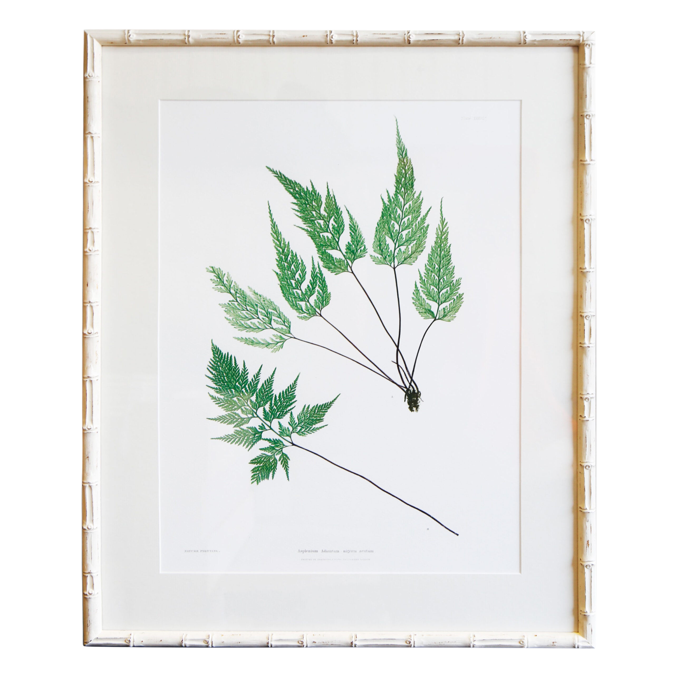 Plant Artwork XXXVII - Original