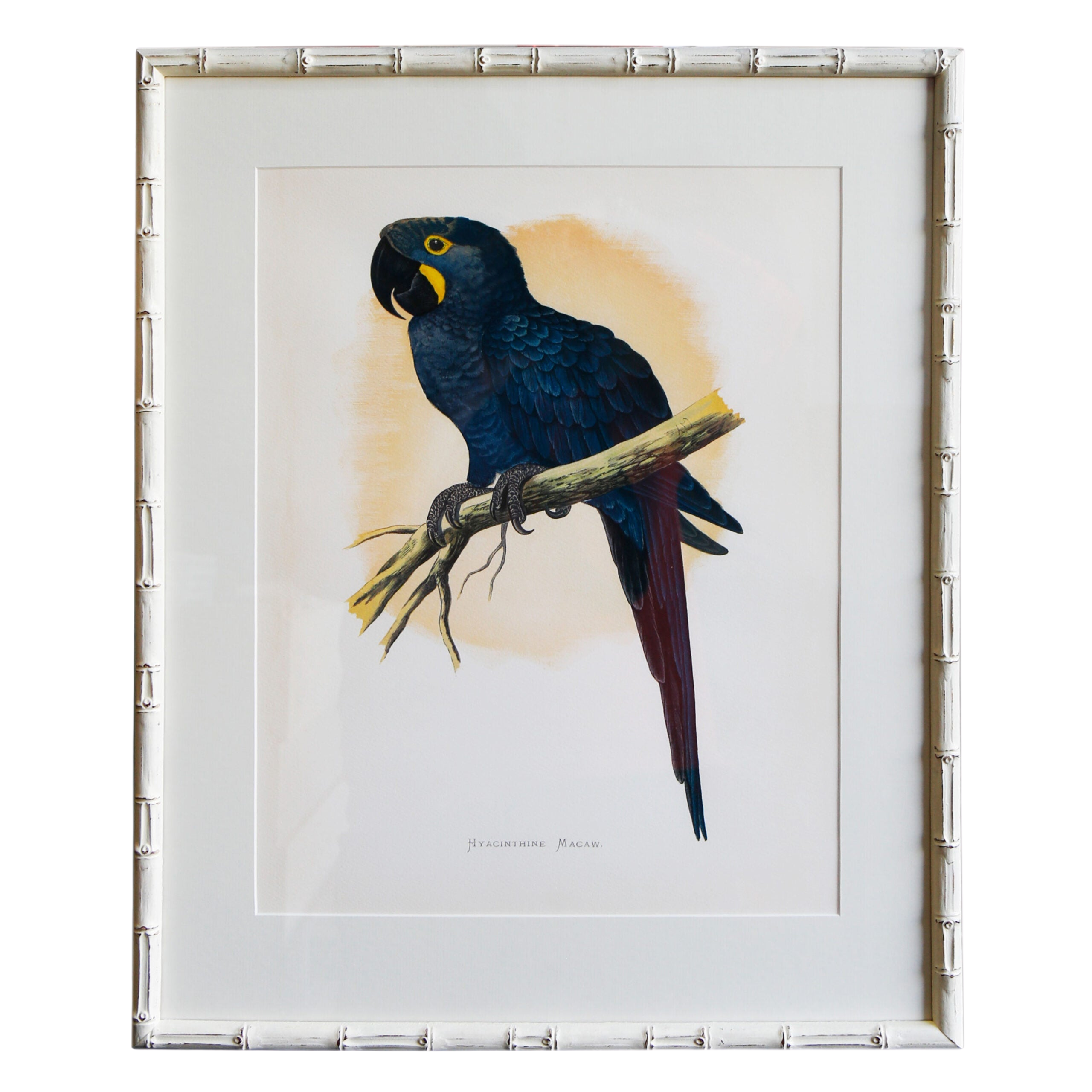 Hyacinth Macaw Artwork