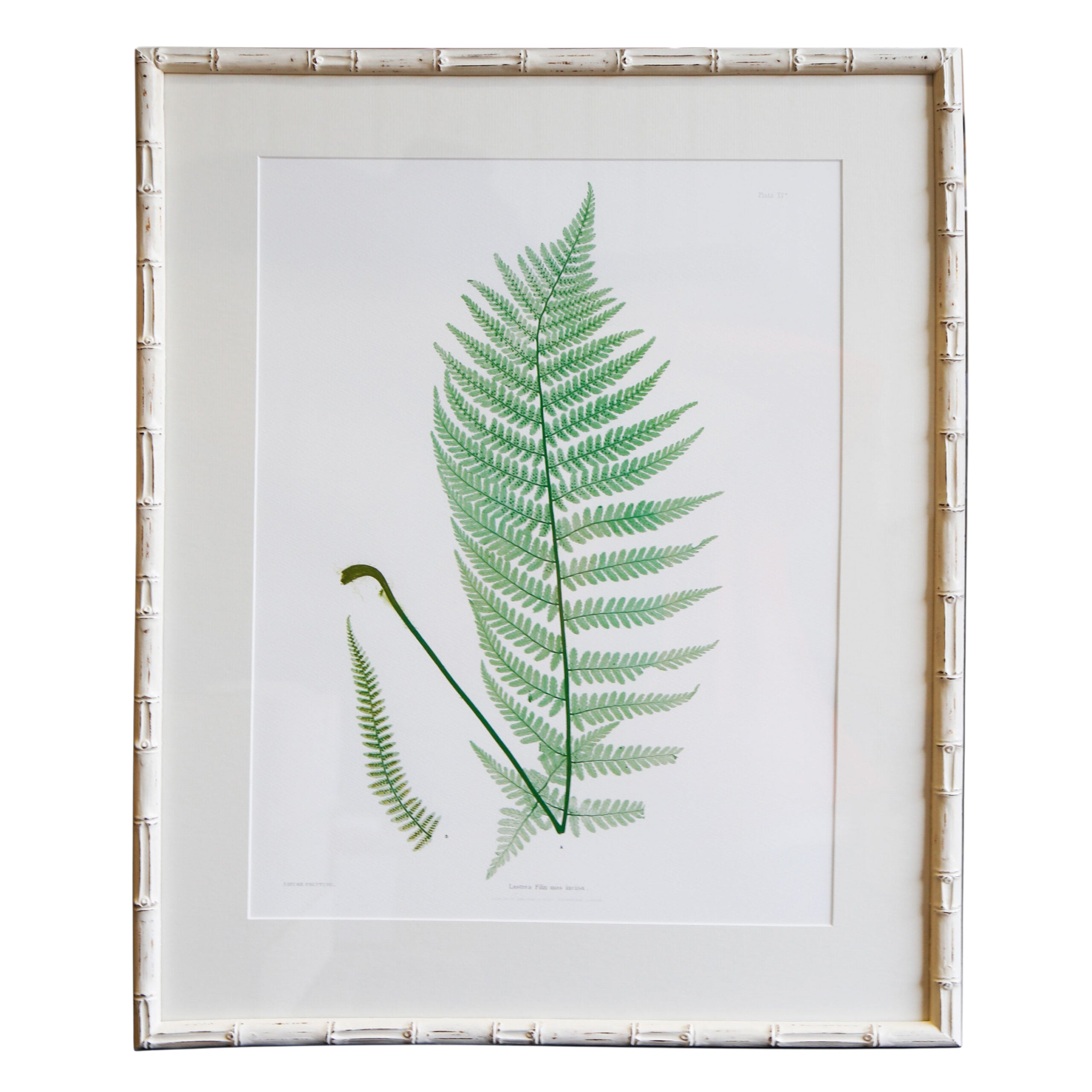 Plant Artwork XV - Original