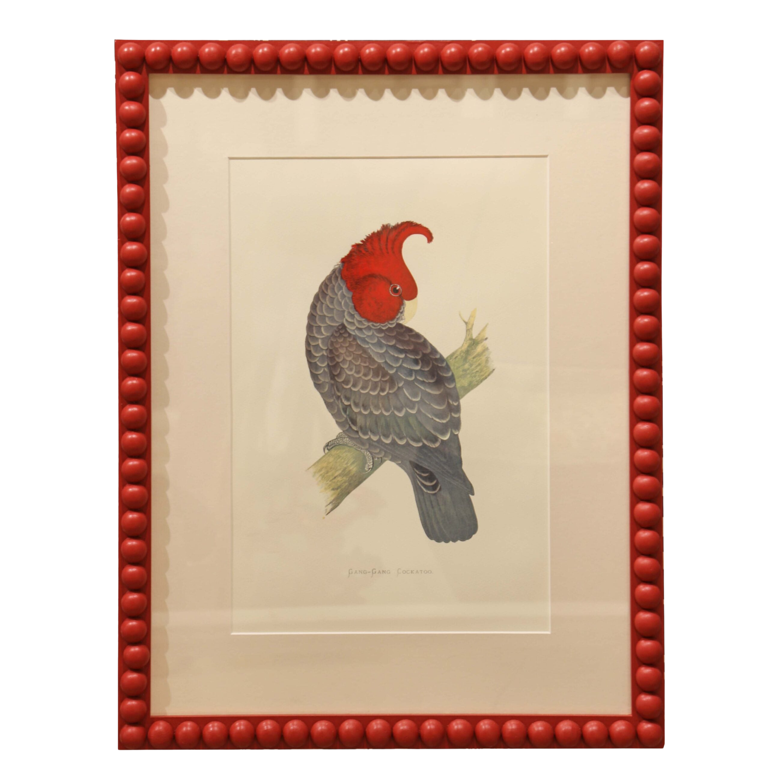 Gang Gang Cockatoo - Red Frame