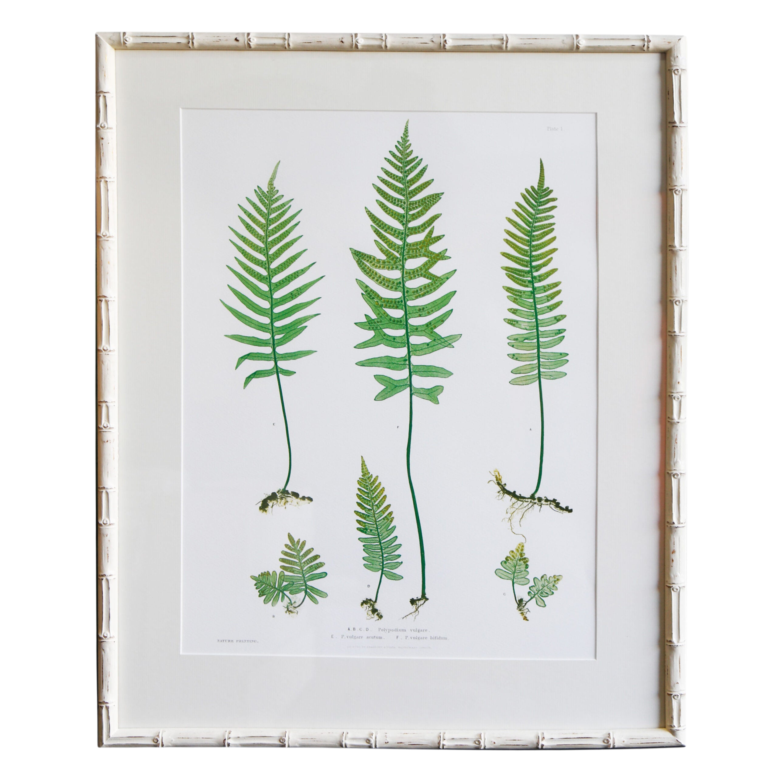 Plant I Artwork - Original